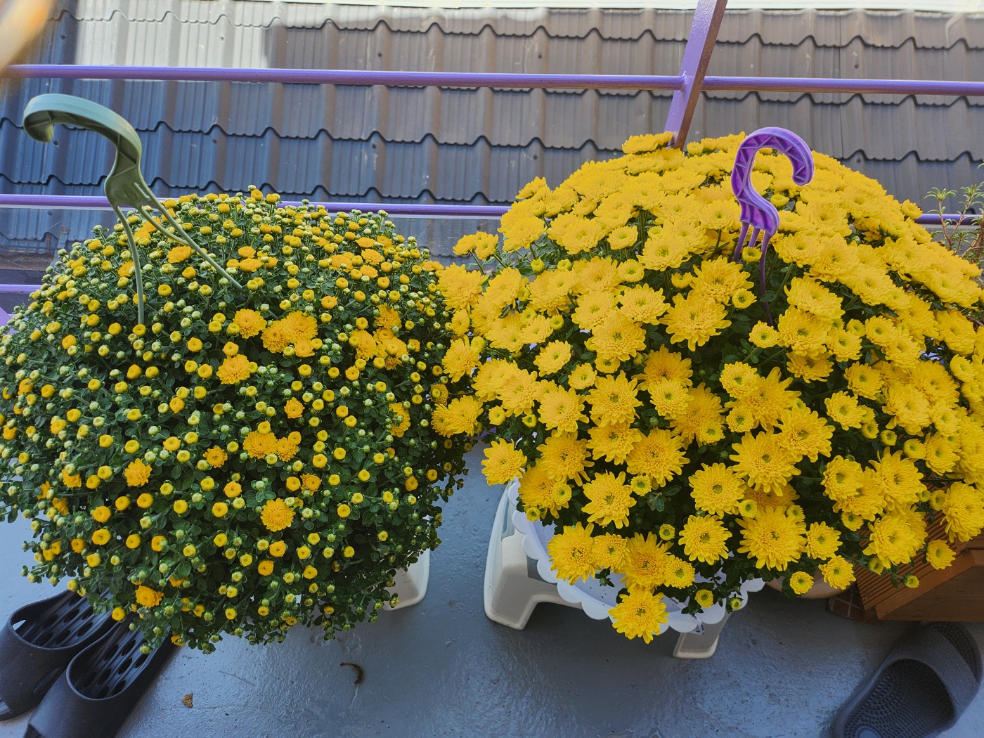 프리미엄 종자 장미